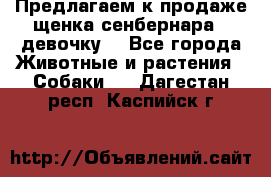 Предлагаем к продаже щенка сенбернара - девочку. - Все города Животные и растения » Собаки   . Дагестан респ.,Каспийск г.